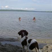 Engelsk springer spaniel Lucky<3