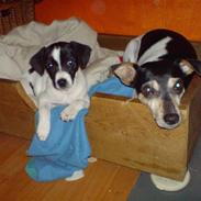 Dansk svensk gaardhund visp