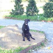 Blanding af racer Homie