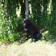 Blanding af racer Homie