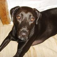 Blanding af racer Homie