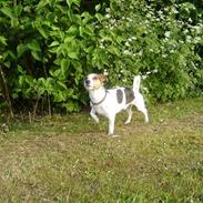 Jack russell terrier Milo - R.I.P