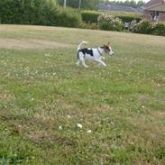 Jack russell terrier Milo - R.I.P