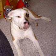 Amerikansk bulldog tyke