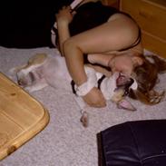 Amerikansk bulldog tyke