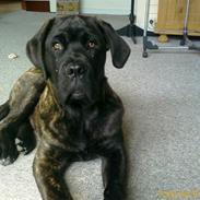 Mastiff Otto