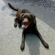 Labrador retriever Samson