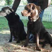 Labrador retriever Samson