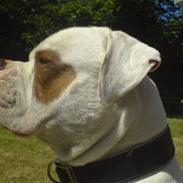 Amerikansk bulldog Axel Rose