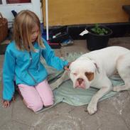 Amerikansk bulldog Axel Rose