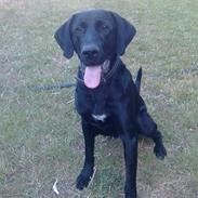 Labrador retriever Fuzzy