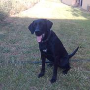 Labrador retriever Fuzzy