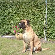 Bullmastiff cleopatra of mastiff. fie R.I.P.