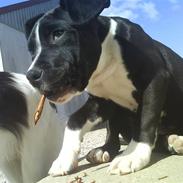 Amerikansk staffordshire terrier Shang