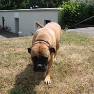 Bullmastiff cleopatra of mastiff. fie R.I.P.