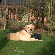 Golden retriever Nova