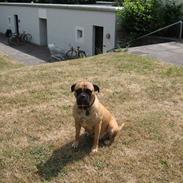 Bullmastiff cleopatra of mastiff. fie R.I.P.