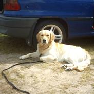 Golden retriever Nova