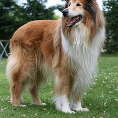Collie langhåret Tico ( Shellove 'Ly Xenon )