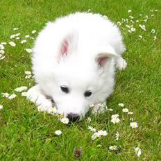 Blanding af racer dansk spids og samojede