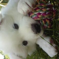 Blanding af racer dansk spids og samojede