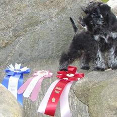 Dvaergschnauzer OFELIA