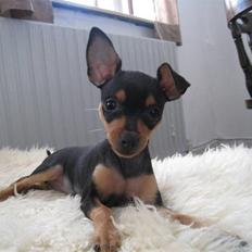 Prazsky krysarik Amazonka Kryšpínova tvrz 