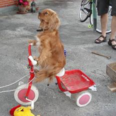 Cavalier king charles spaniel lucky