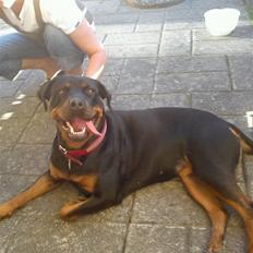 Rottweiler Kayla †