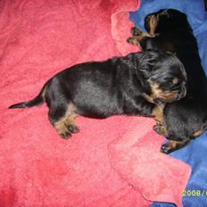 Rottweiler Kayla †