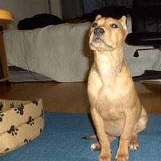 Amerikansk staffordshire terrier Gina