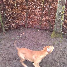 Amerikansk staffordshire terrier Gina