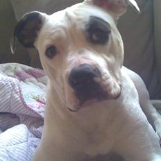 Amerikansk bulldog Bette