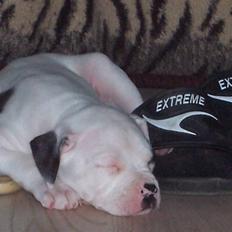 Amerikansk bulldog Bette