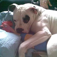 Amerikansk bulldog Bette