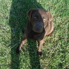 Labrador retriever Mitsy