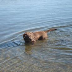 Labrador retriever Mitsy