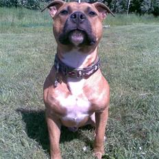 Amerikansk staffordshire terrier Spike