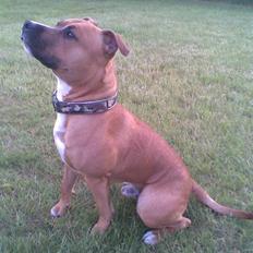 Amerikansk staffordshire terrier Spike