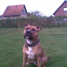 Amerikansk staffordshire terrier Spike