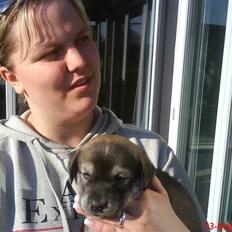 Blanding af racer Angel ** i hundehimlen**