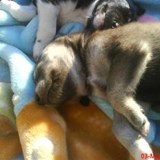 Blanding af racer Angel ** i hundehimlen**