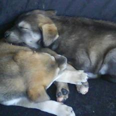 Blanding af racer Angel ** i hundehimlen**