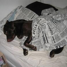 Blanding af racer Balto