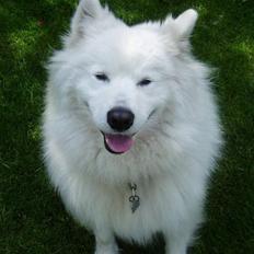 Samojedhund Felix - HIMMELHUND<3