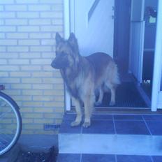 Blanding af racer Jazz