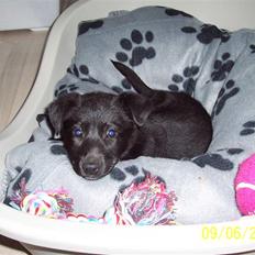 Blanding af racer Tessa