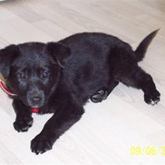 Blanding af racer Tessa