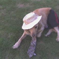 Golden retriever Luffe<3