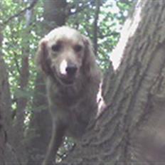 Golden retriever Luffe<3